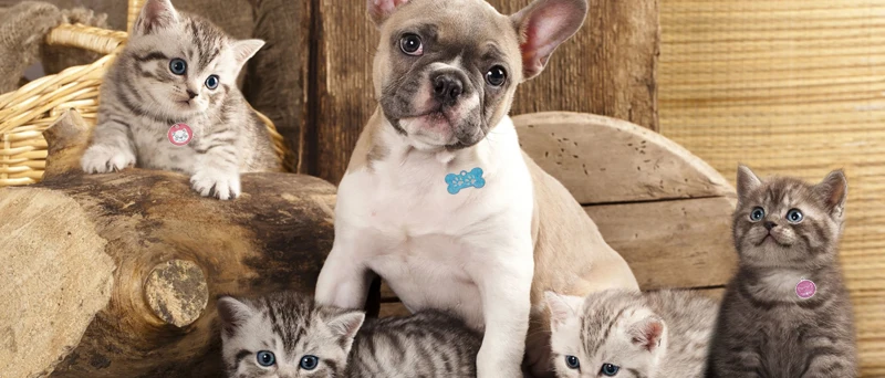 PAWFECT собака ID метки персонализированный ошейник для питомца подвеска симпатичное ожерелье аксессуары для щенков собак кошек выгравированное имя телефонные метки