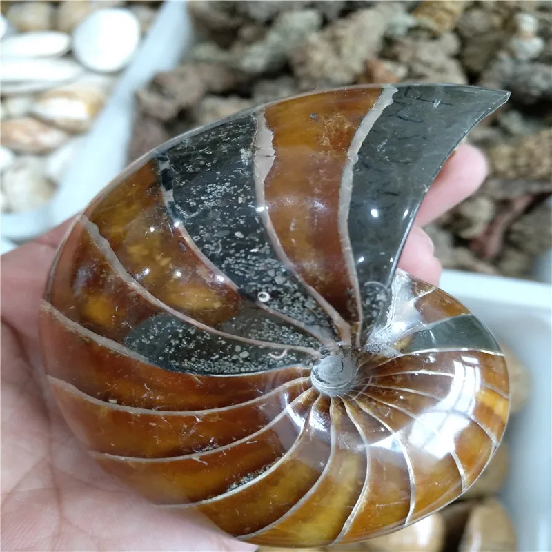 

1 шт. натуральный цельный аммонит, ископаемый раковины, кристалл