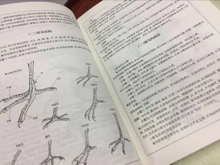 Китайское рисование линий художественная книга для начинающих китайская птица