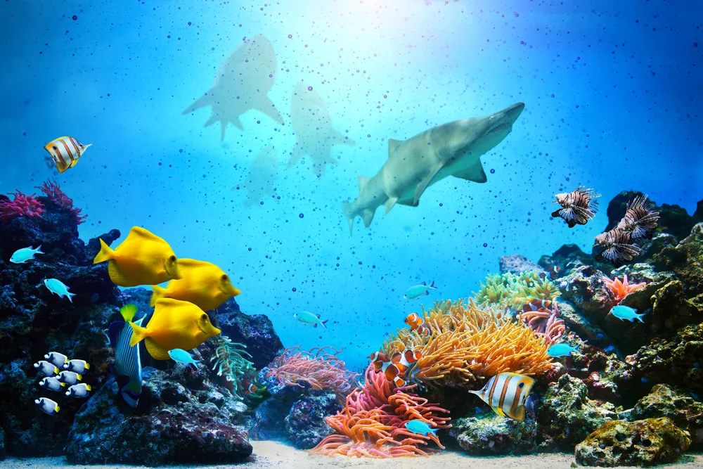 Жизнь Волшебная коробка фотография под морем фон фото телефон для товаров|Фон