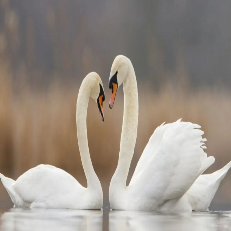 

Dropship Fatman Wallpaper 3d Swan Lake Love Swan Photo Wallpaper Living Room Wallpapers for Bed Room Decoration Mural Behang
