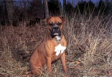 Кольцо боксерское регулируемое в стиле ретро 12 шт./лот|dog ring jewelry|ring jewelryboxer dog |