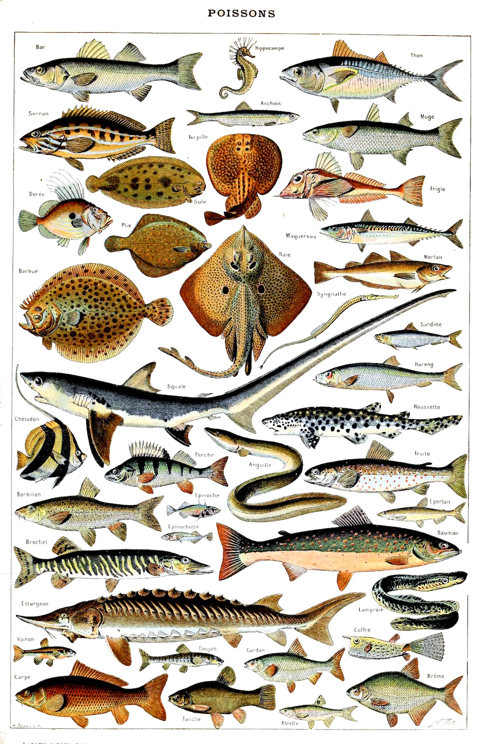 Vintage Adolphe Millot Encyclopedia Posters Reptiles Crayfish Fish Classic Canvas Paintings Wall Stickers Nursery Decor