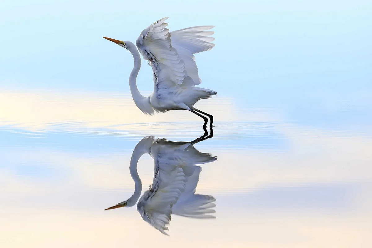 

Индивидуальный Рисунок ткань плакат птица Heron flight on the water PMD587 для украшения стен, декор для комнаты, украшение для дома (доступны рамки)