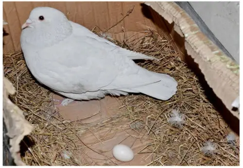5 шт. фотояйцо для птицы|eggs for hatching|egg fakeeggs hatching |
