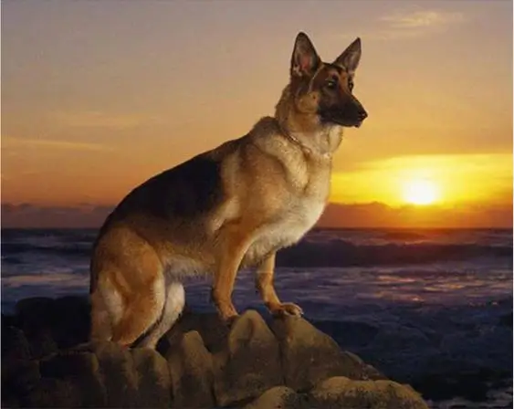 

German Shepherd Diamond Painting Full Round/Square Stone Dog Diamond Embroidery of Rhinestones DIY Hobby Needlework Paint Art