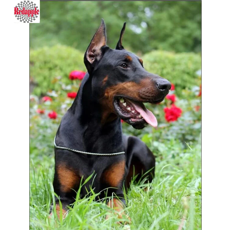 

DIY 5D Diamond Mosaic pet Dog 3d Diamond Painting Doberman Pinscher Cross Stitch full square round Diamond Rhinestone Pattern