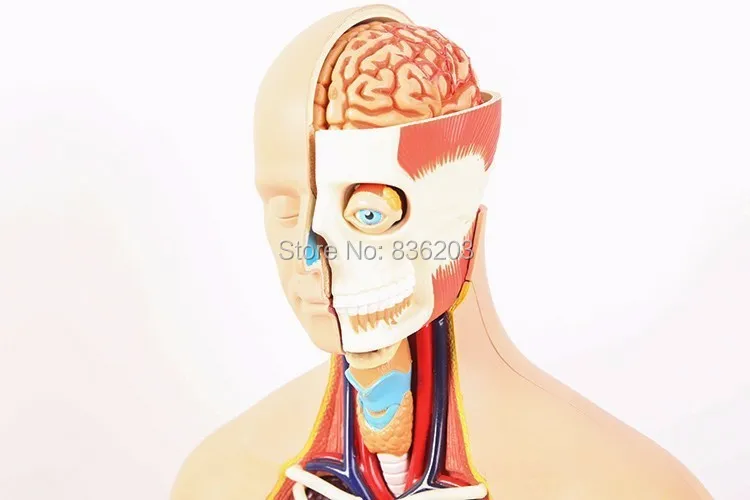 15 дюймовый 4D master human torso суперлюксовый медицинский фототравматический