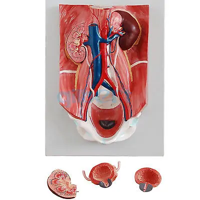 Научная анатомическая медицинская модель мочевой системы человека 4 части