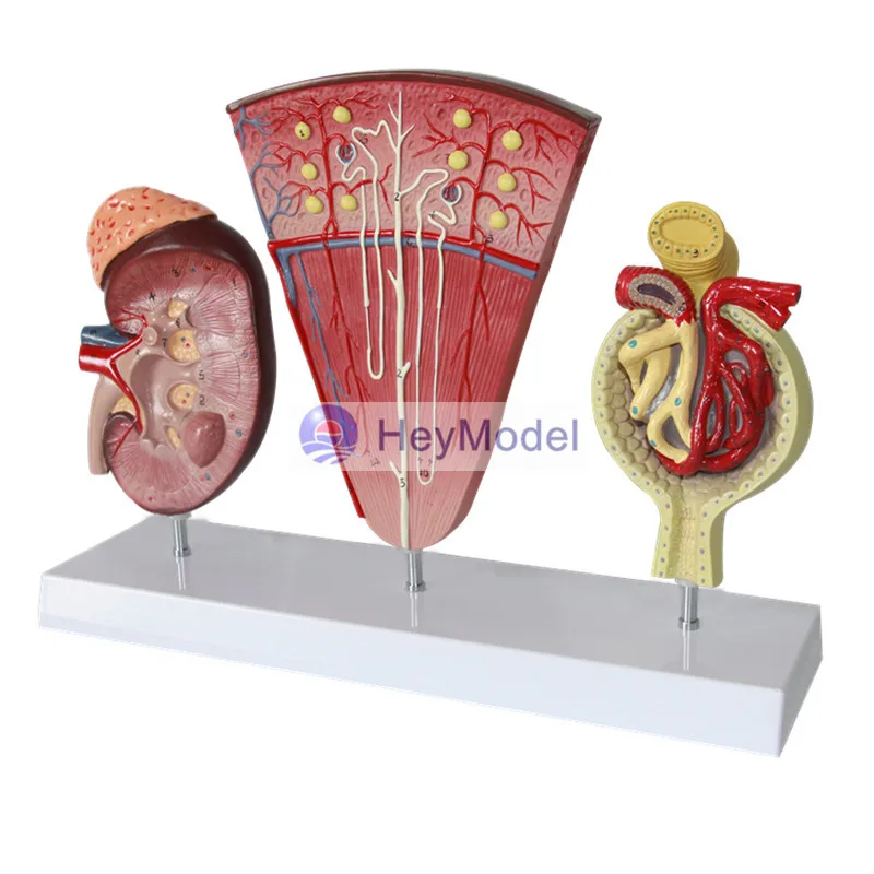 HeyModel Cecum и приложение модель ileum лимфатическая желудочно-кишечная обучающая для