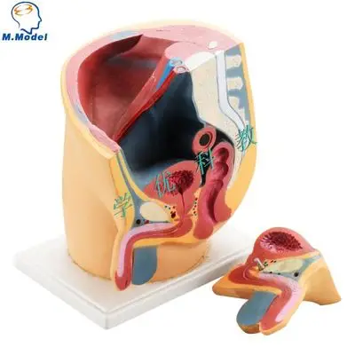 

male pelvic with Male organ Sagittal anatomy model