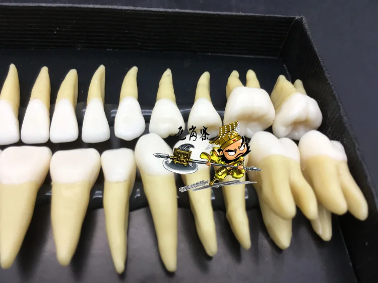 Модель для обучения стоматологии моделирование зубов корневого канала модель из