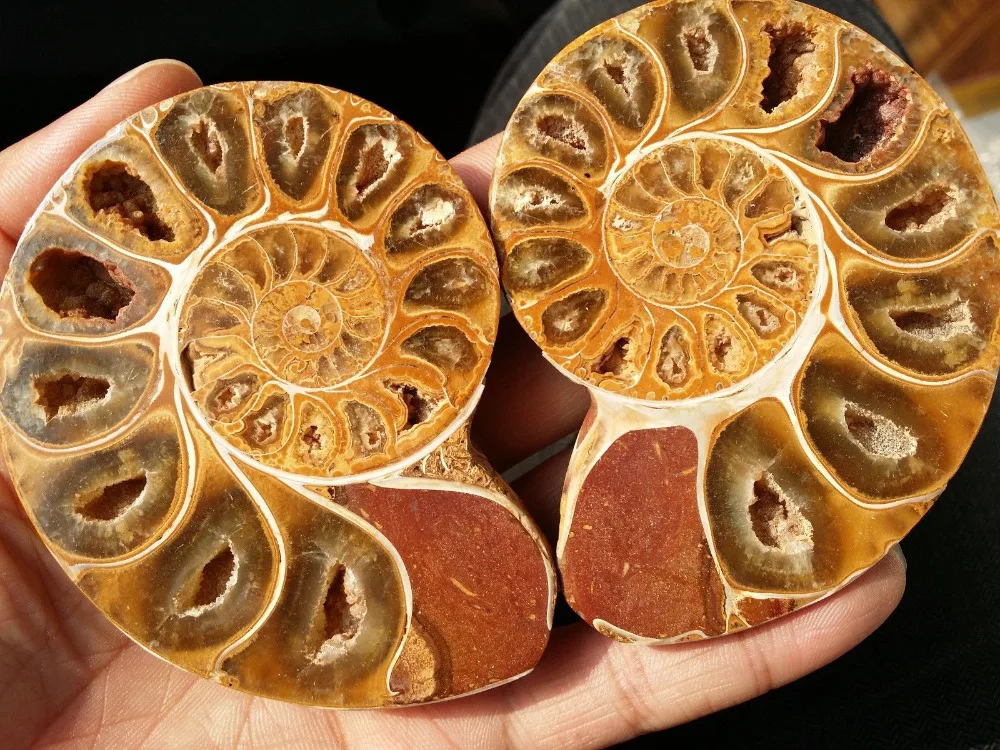 06122 1 пара разделенные жировые ископаемые образцы раковины из аммонита исцеления