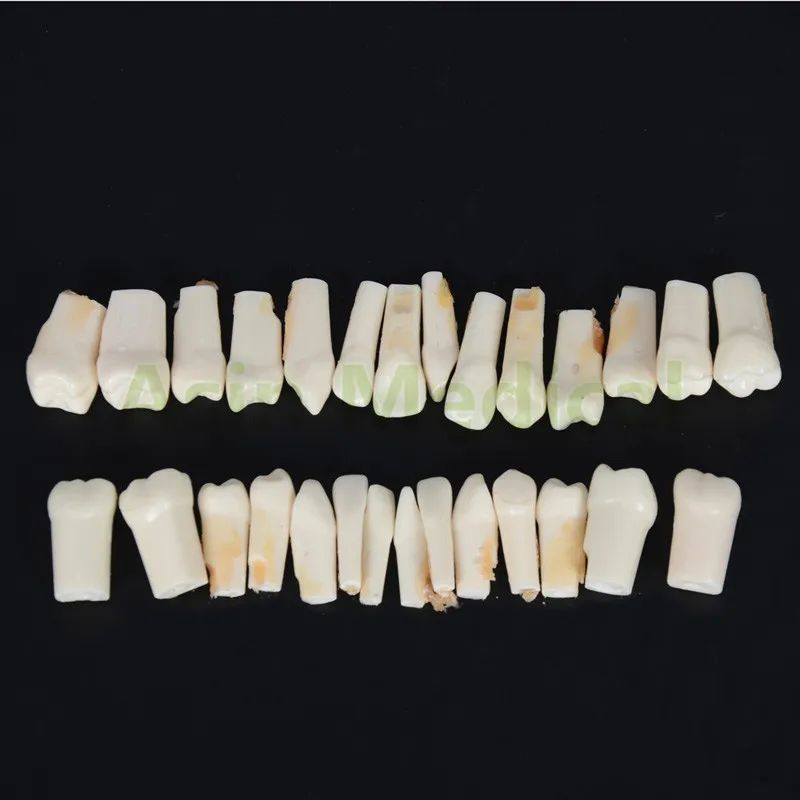 New Arrival Dental All teeth Removable Standard Teeth Tooth Model 28 pcs student learning model | Красота и здоровье