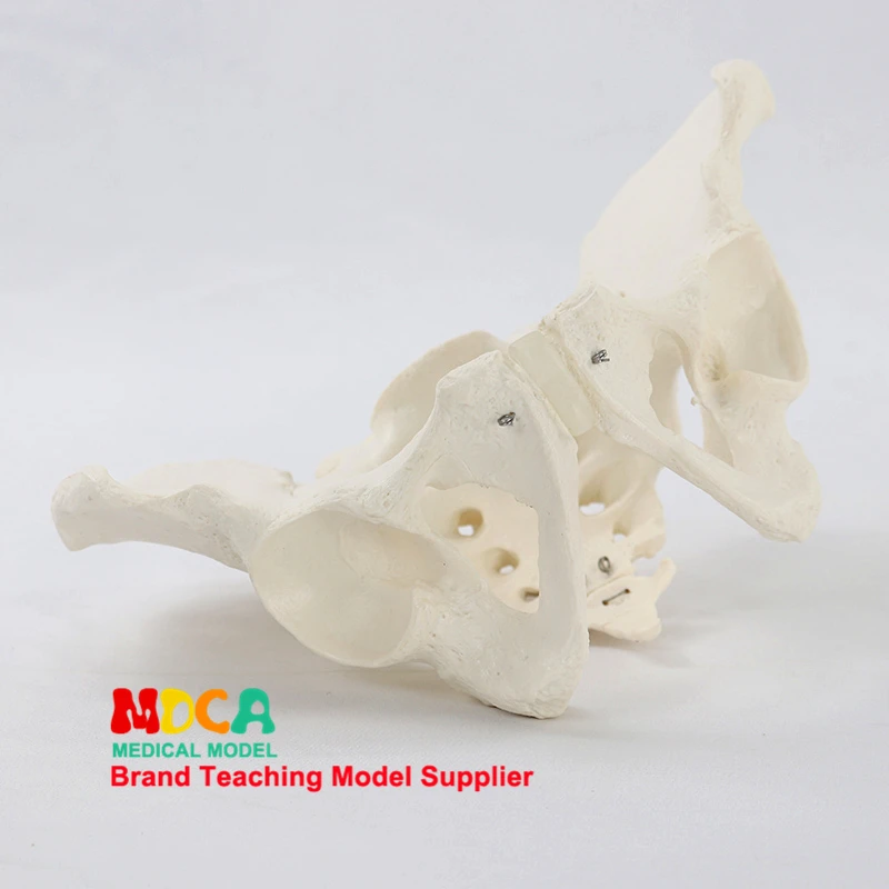 Модель мужского таза 1:1 демонстрация симфиза подвздошной кости модель лекарства - Фото №1