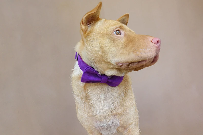 MUTTCO индивидуальный розничный самодизайнерский ошейник для собак, карамельный фиолетовый ручной работы с гравировкой имени питомца, 5 размеров ошейник и поводок для собак UDC029