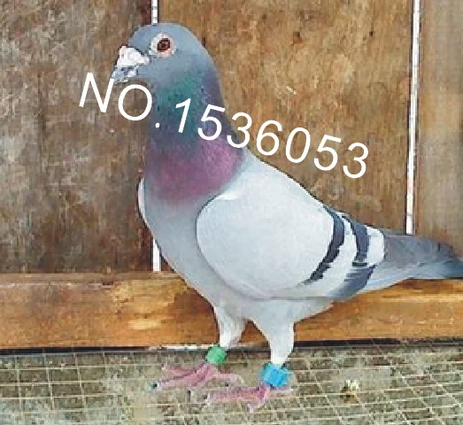 250 шт./лот Электронная бирка с радиочастотной идентификацией голубей и птиц