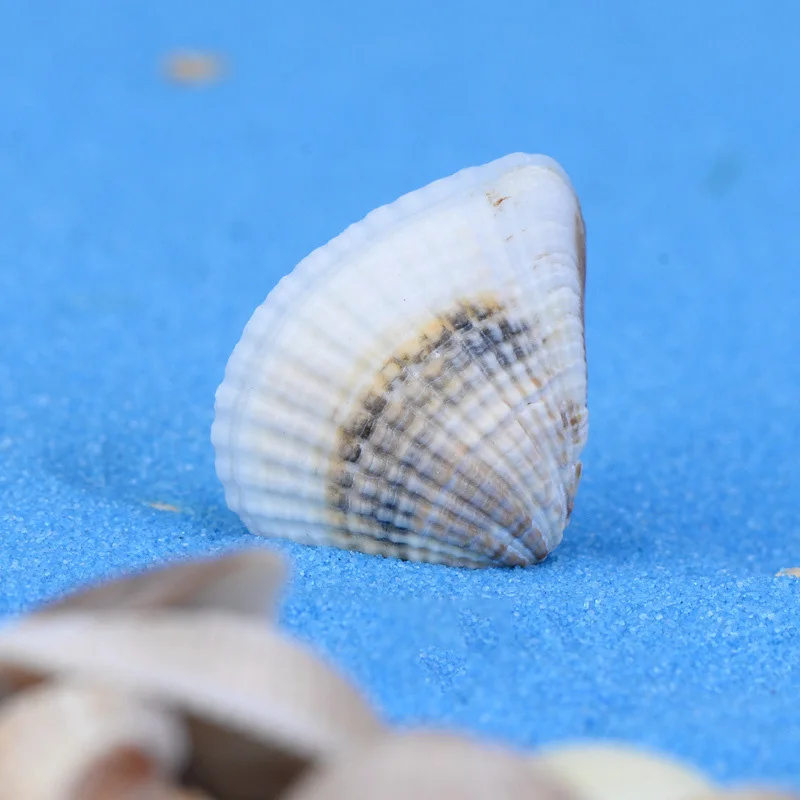 Распродажа натуральный корпус 5 шт./лот пляжные украшения морской коралловый риф