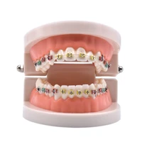 dental orthodontic treatment model with ortho metal ceramic bracket arch wire buccal tube ligature ties dental tools dentist lab