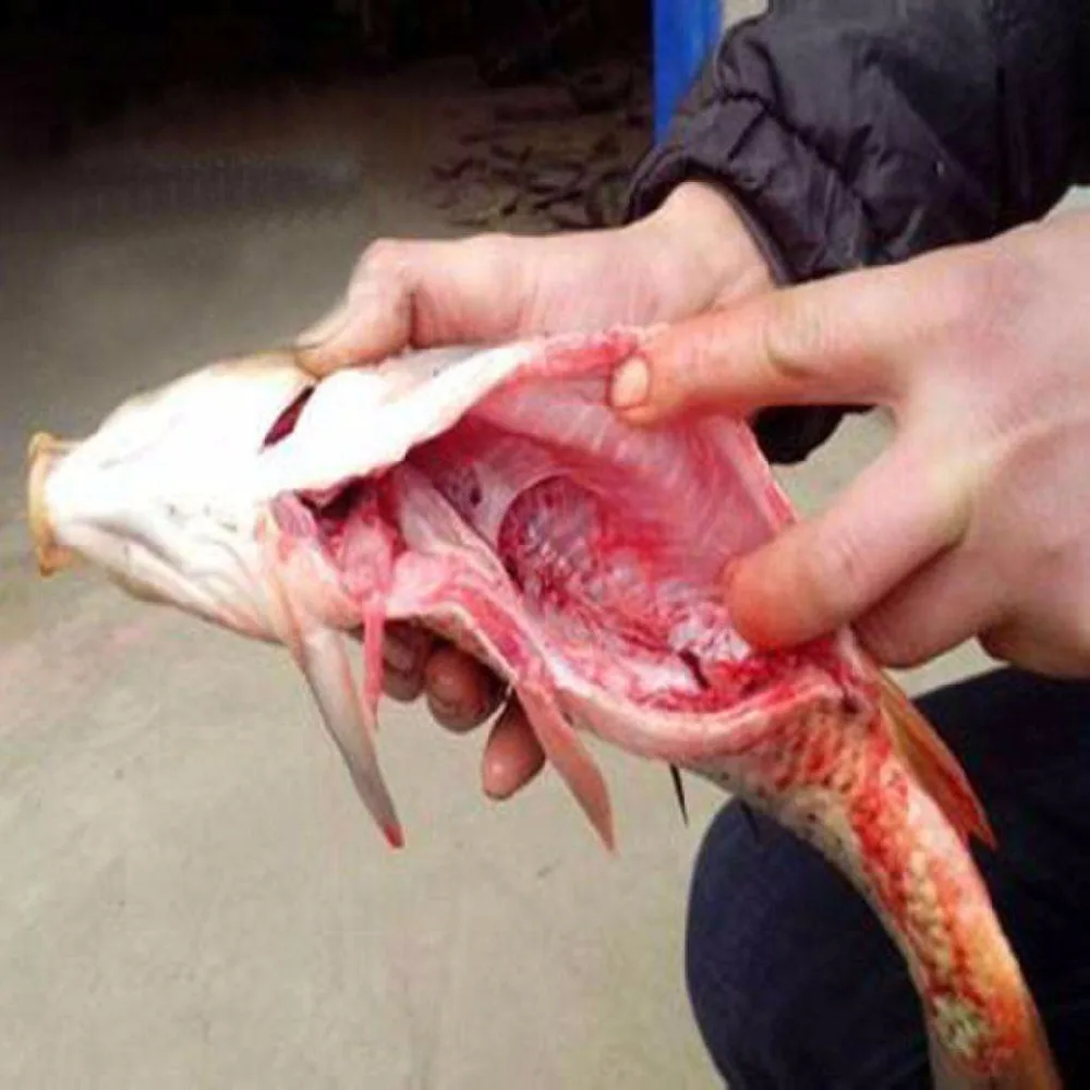 High speed fish scaling gutting machine Tilapia carp killing debonding with wide range |