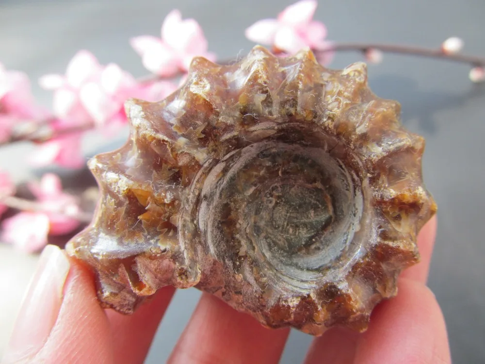 53 г натуральный Когтевран улитка ракушка ископаемая руда восстанавливающее