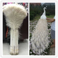 wholesale 50pcs beautiful white natural peacock feather eye 70 80 cm 28 32 inch decorative celebration stage performance diy