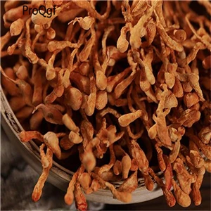 Cordyceps 50 грамм триголома тремелла термиторни спарассис Saarcodon Pholiota Panellus Morchella Lentinus Hericium Dictyophora - Цвет: Cordyceps