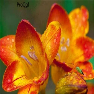 Ngryise 20 шт набор Freesia hybrida