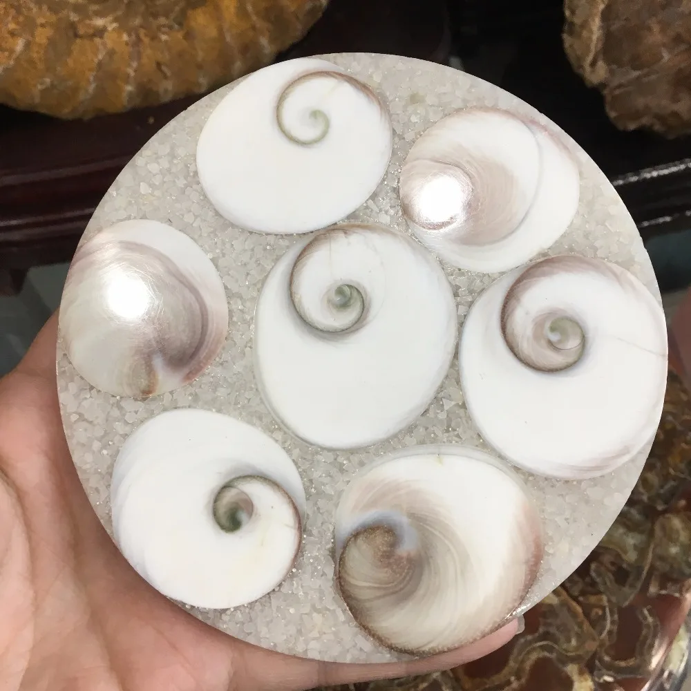 

12cm Natural Conch Ammonite Fossil Slices Specimens Home Decoration 130g