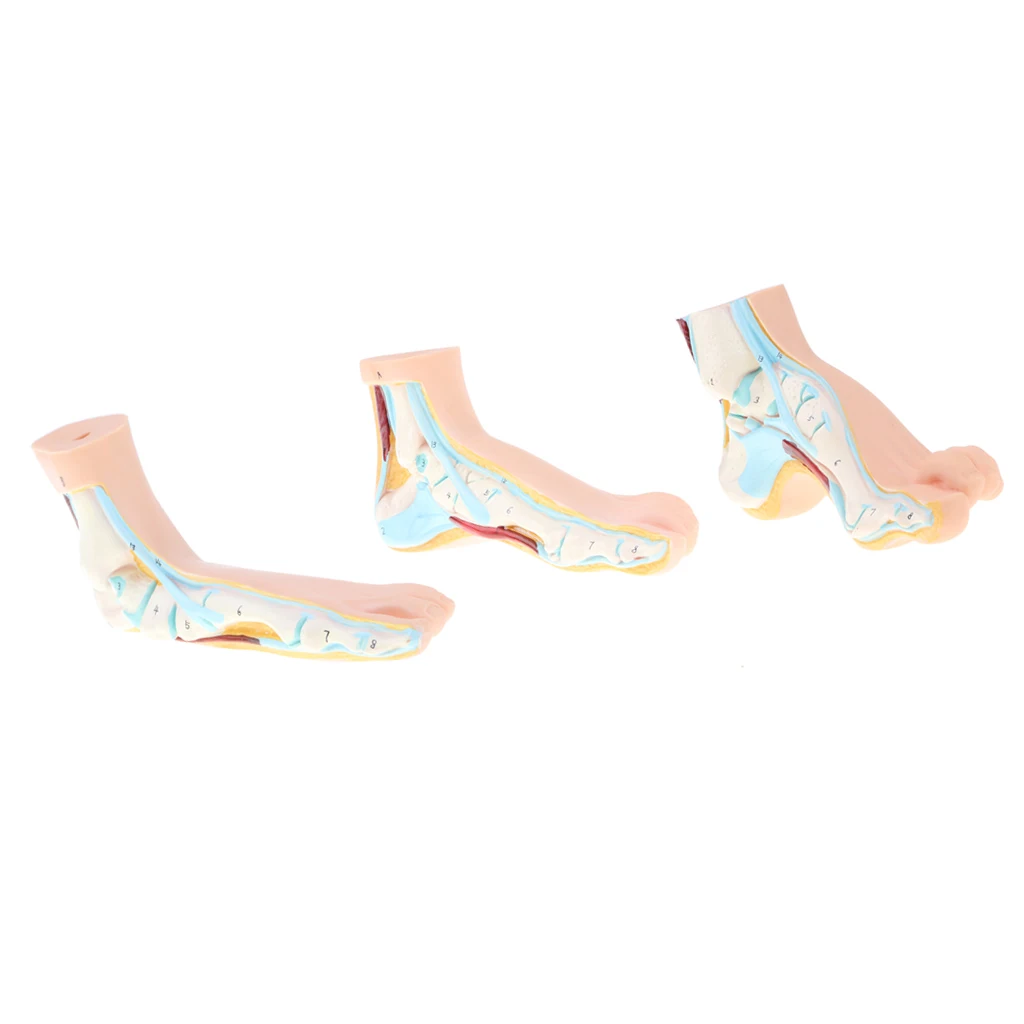 1:1 анатомическая нормальная арочная и плоская модель стопы с связями нервами