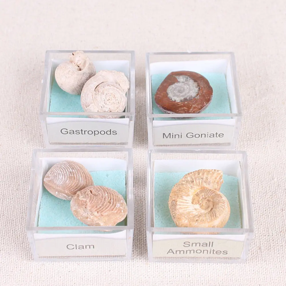 1 коробка Palaeobios Органическая смесь коралловый океан ископаемые минералы