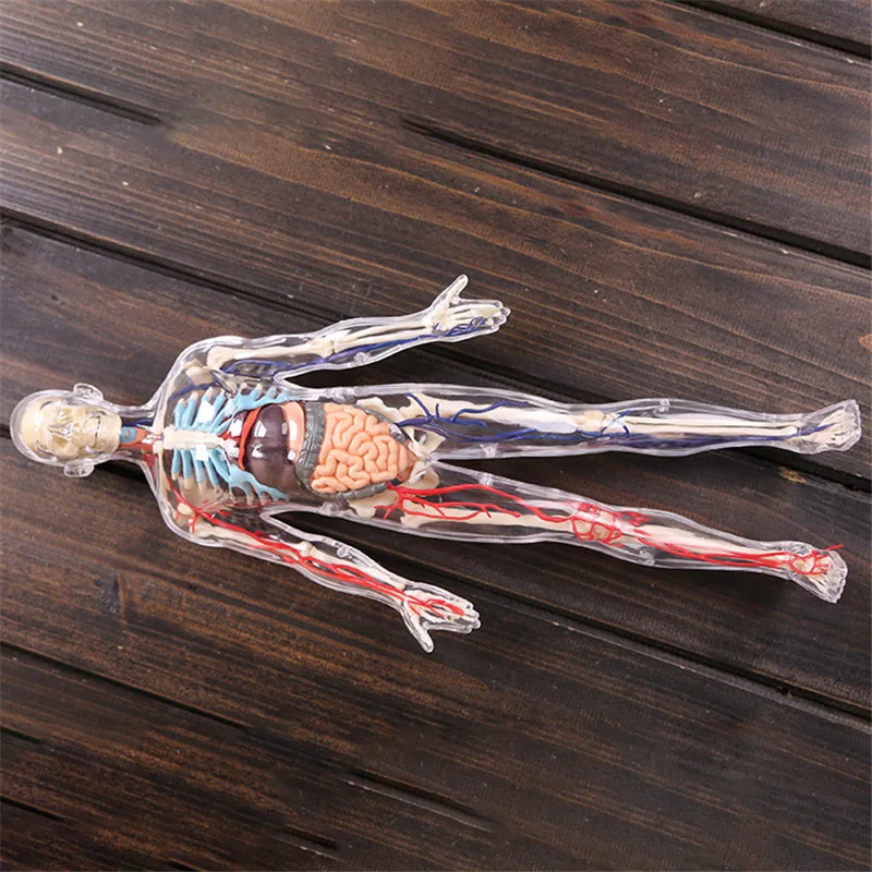 4D Assembled Medical Model 1:6 Human Anatomy Transparent Full Body Anatomical Free Shipping Kids Science Educational Toys | Канцтовары