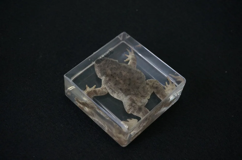 Настоящие образцы жабы в прозрачном блоке обучающий инструмент|specimen| |