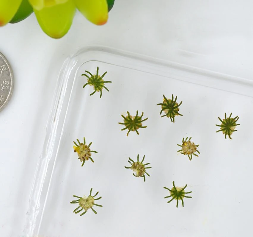 Сушеный травяной мини паук 120 шт. 8 10 мм гербарий для ювелирных изделий из