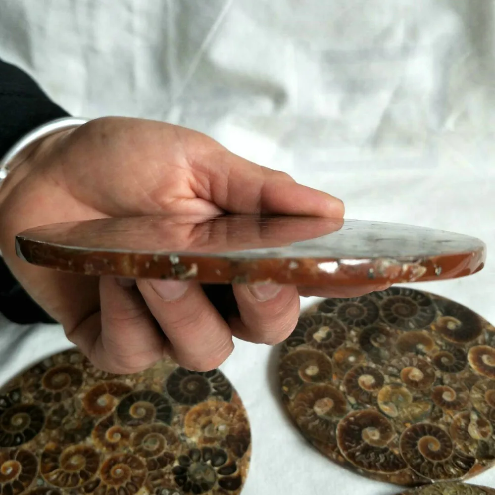 Натуральный Радужный раздельный аммонит ископаемый попополам от