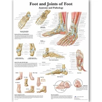 foot joints of foot chart anatomy pathology poster canvas painting wall pictures for medical education doctors office classroom