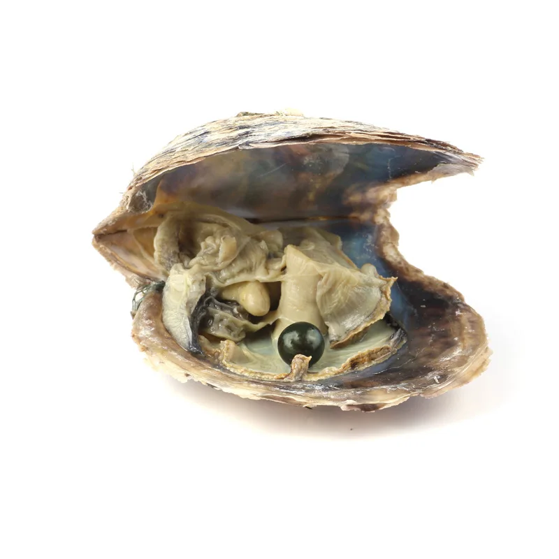 10 шт Oyster соленая вода с круглым жемчугом внутри случайный цвет(6,5-7,5 мм