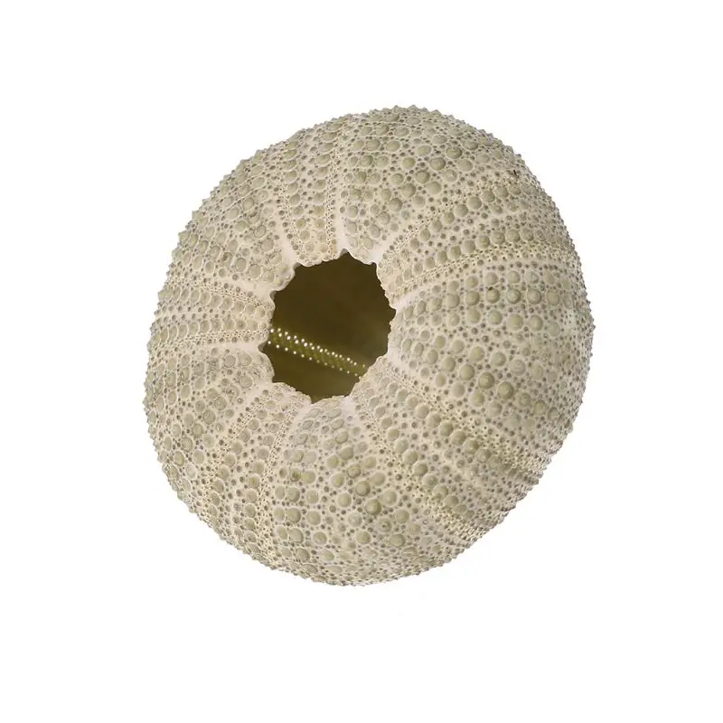 1 шт. натуральное украшение для аквариума | Дом и сад