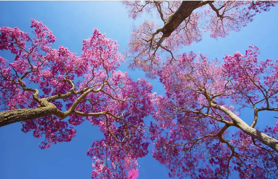 Индивидуальные 3d потолочные фрески голубое небо дерево цветы обои с