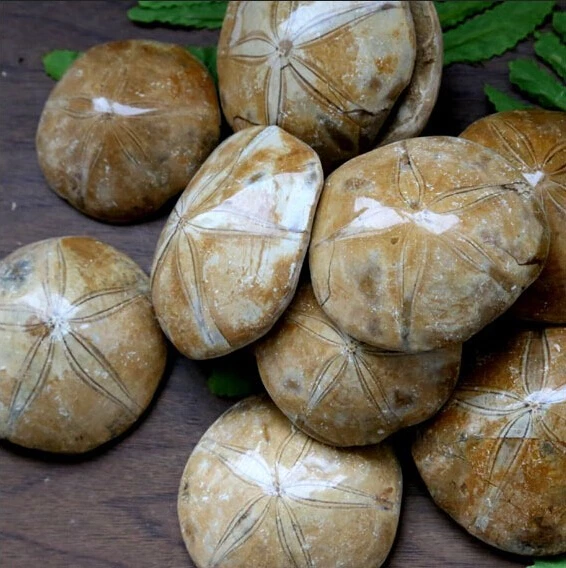 1 кг (2.2LB) Оптовая Продажа Натуральные милые большие морские звезды астероид FOSSIL