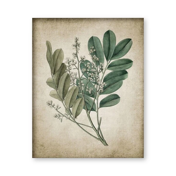 

Ретро-плакат "Зелёное растение", wall's tale