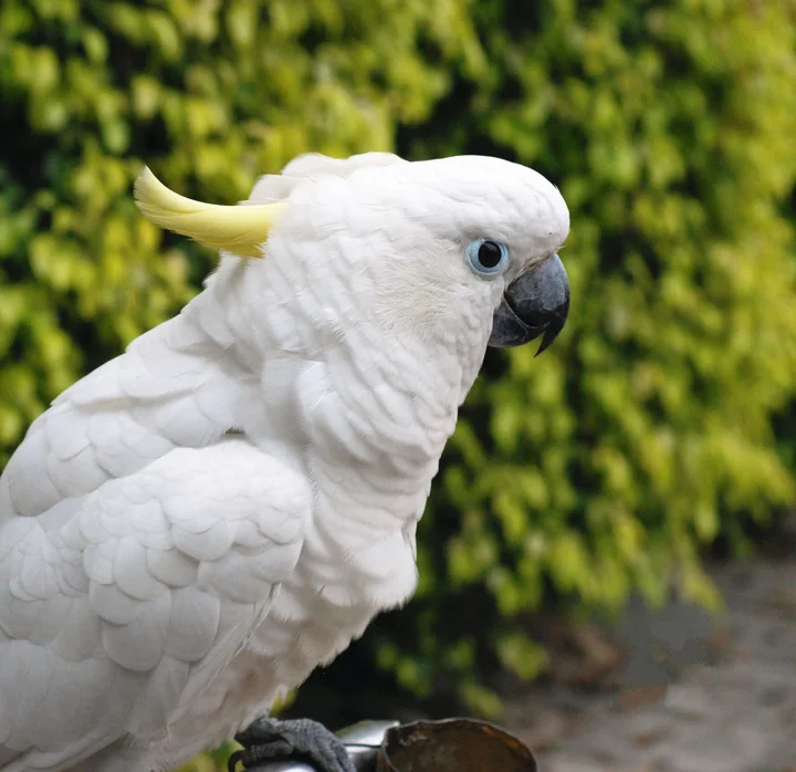 Blue-eyed Cockatoo Gingerain одежда с птицами попугай подгузник Черная летучая мышь оригинальная ручная работа на заказ одежда с птицами Черная летучая мышь - Цвет: Blue-eyed Cockatoo