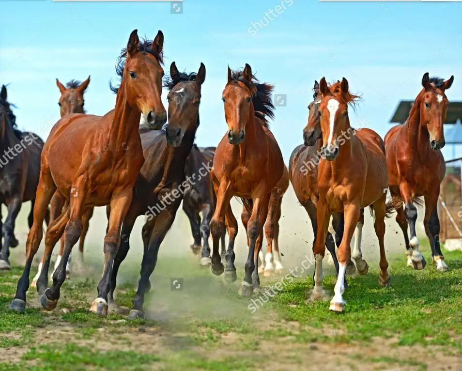 Изготовленные на заказ современные обои табун лошадь 3D фотообои для гостиная