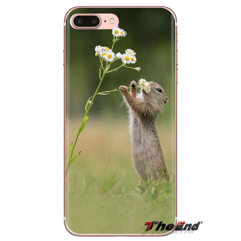 Прозрачные мягкие чехлы для Xiaomi Redmi 4A S2 Note 3 3S 4 4X 5 Plus 6 7 6A Pro Pocophone F1 Red Squirrel Sciurus vulgaris |