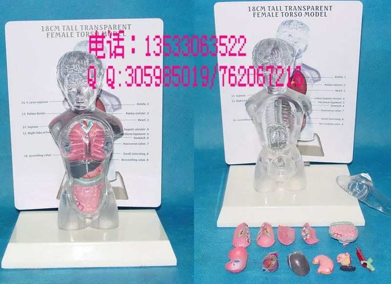 

Human Anatomy model Women Transparent Torso Teaching Model 18cm free shipping