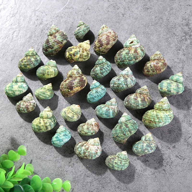 Happy Kiss 30pcs 2-3cm Sea natural conch green sea shell decorates aquarium to place article | Дом и сад