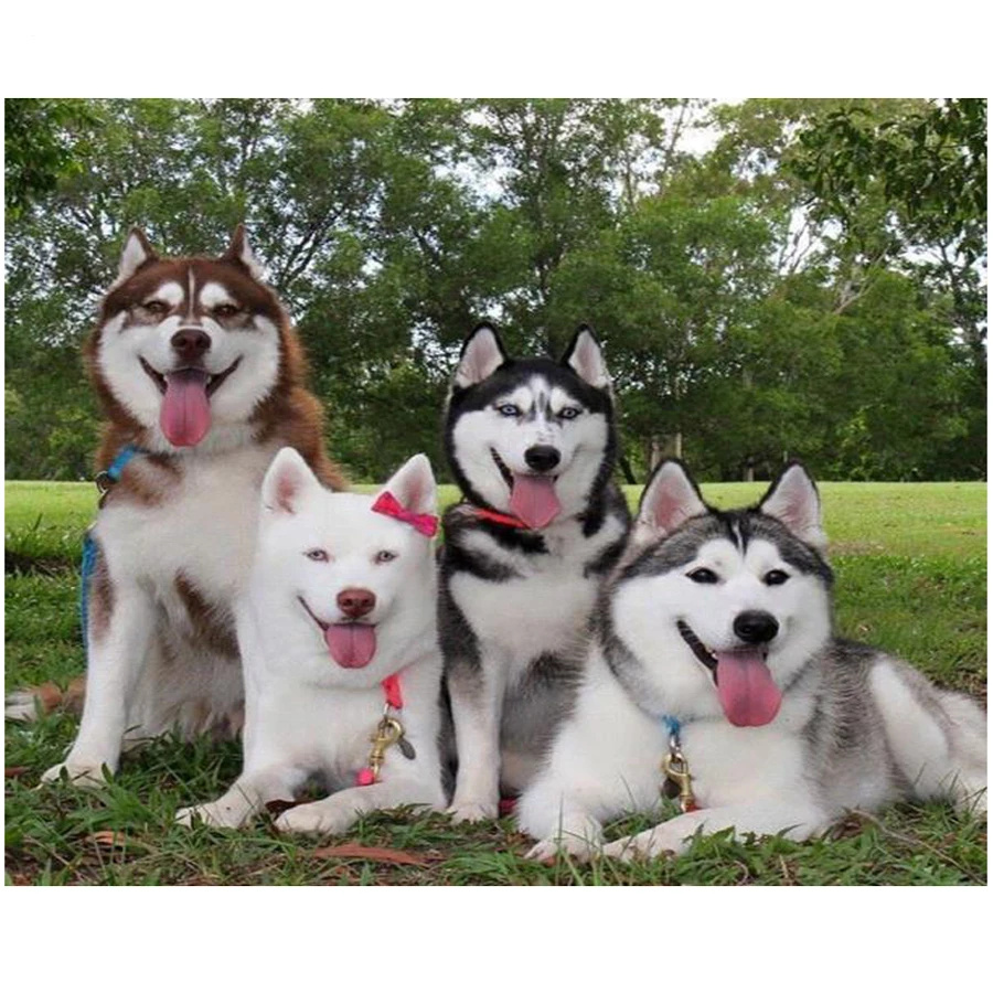 Алмазная вышивка husky dog Pet картина из квадратных/круглых страз сделай сам