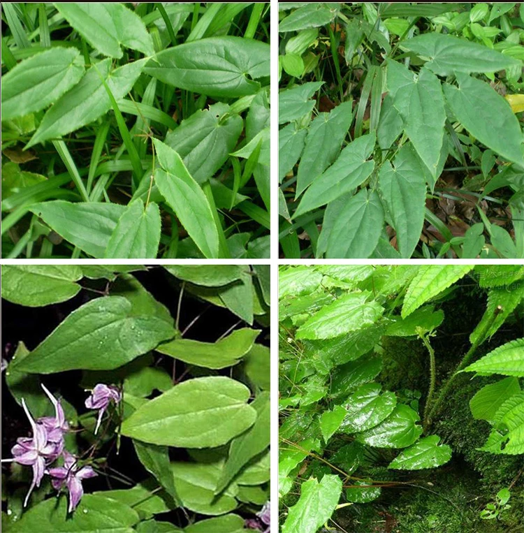 Epimedium Icariin экстракт роговой козы 20:1