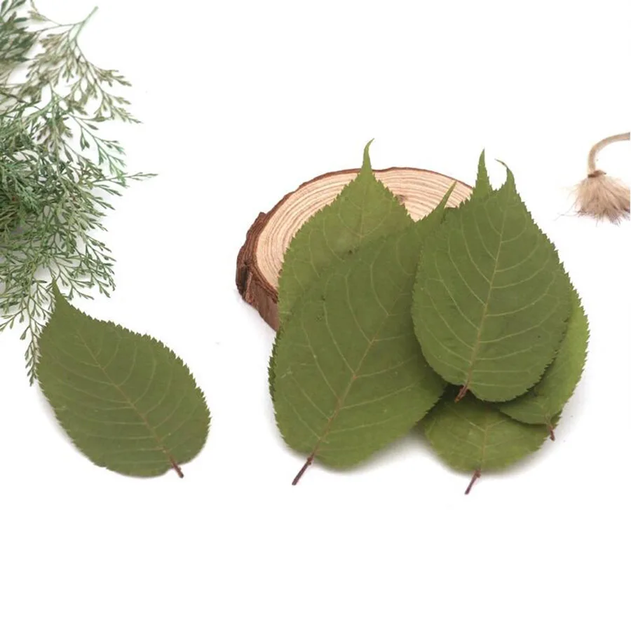 

60pcs Pressed Dried Zanthoxylum Piperitum Leaves Leaf Flower Plant Herbarium For Jewelry Postcard Invitation Card Phone Case DIY