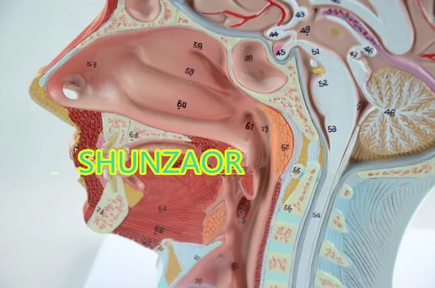 Человек череп с мышцами и нервами кровеносного сосуда головной раздел мозга